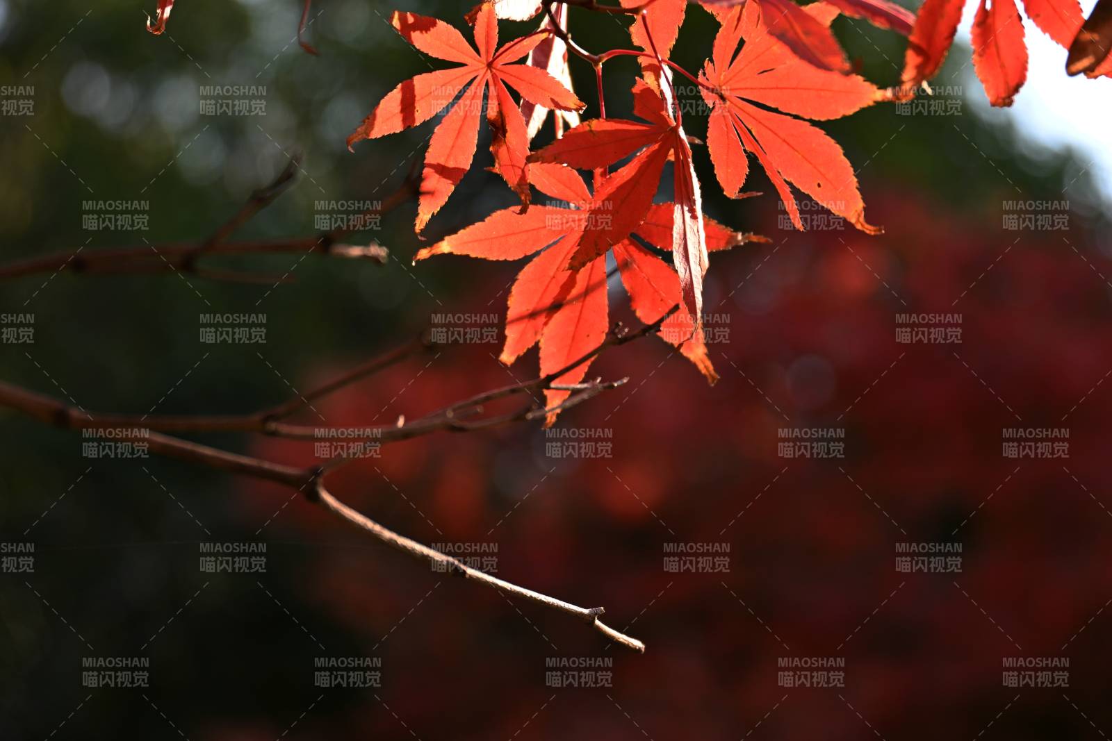 秋枫红叶映枝头