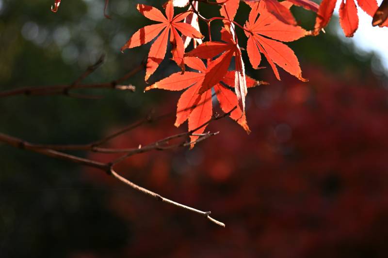 秋枫红叶映枝头