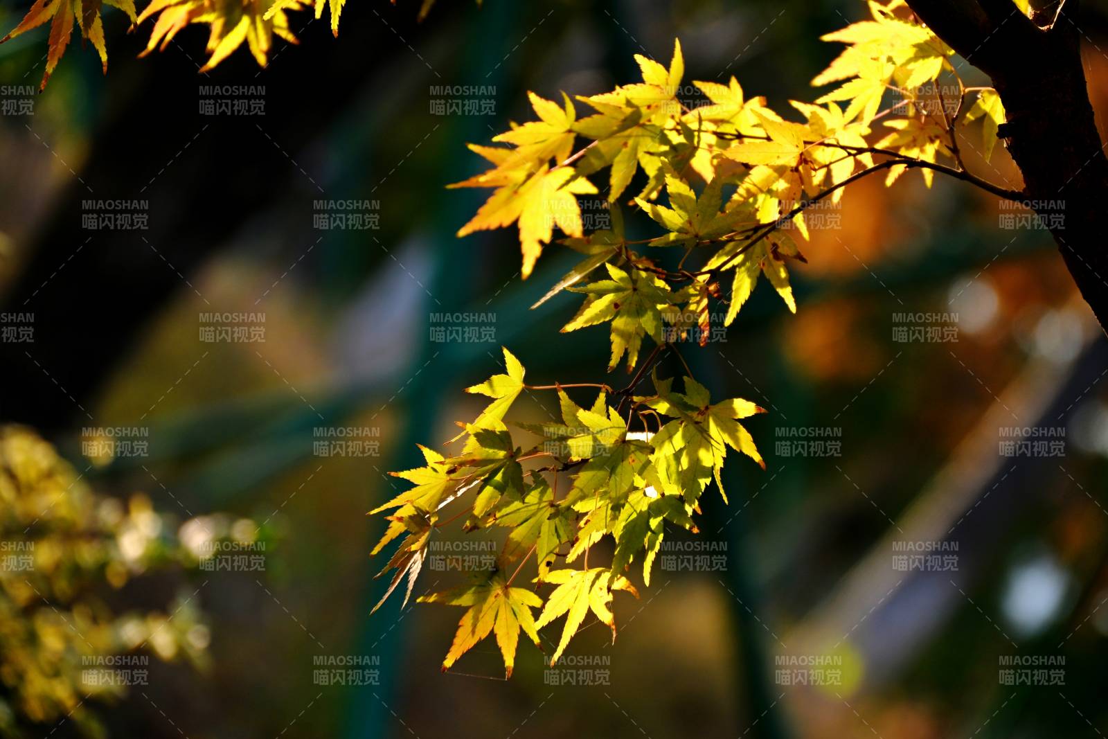 秋叶金黄 光影斑驳