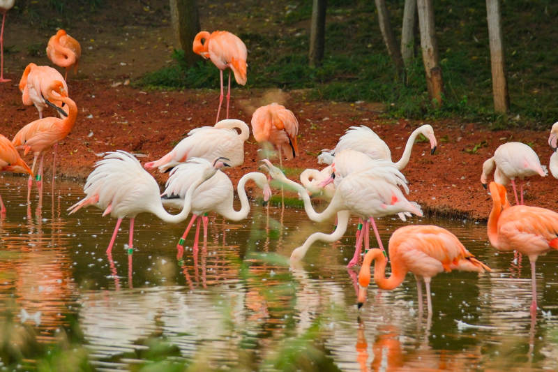 粉红火烈鸟群栖水边
