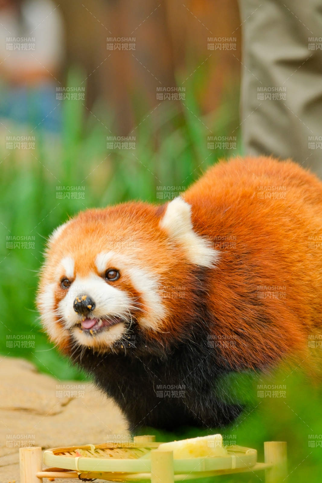 红熊猫啃食竹子