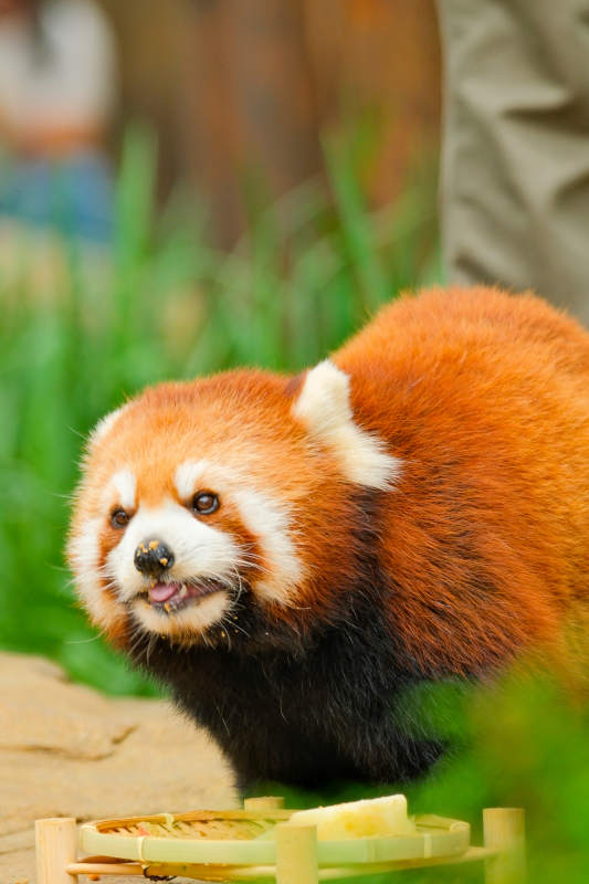 红熊猫啃食竹子