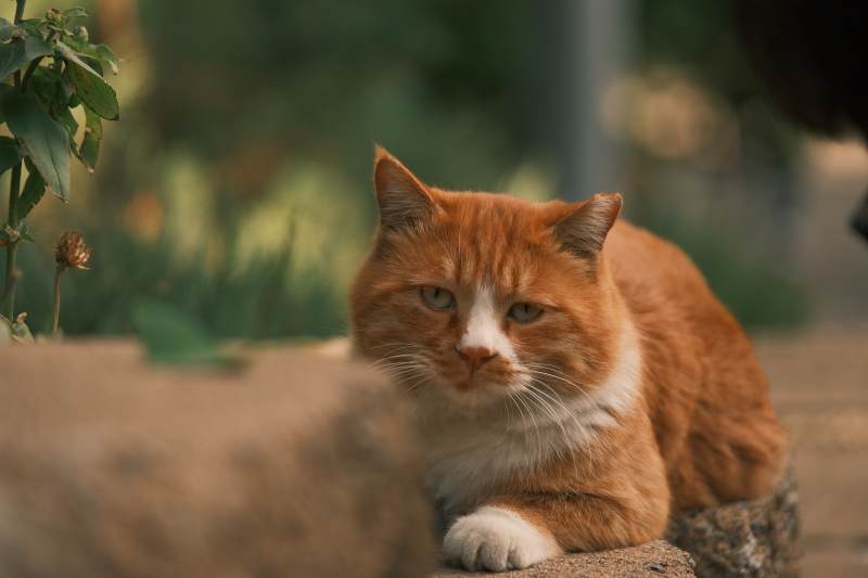 橙猫静卧石上
