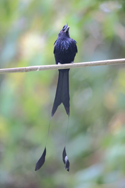 黑鸟栖枝 尾羽悠长