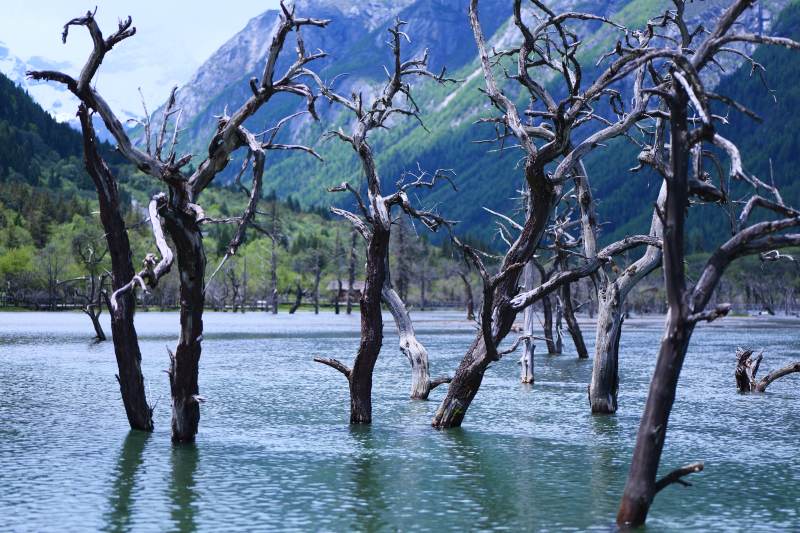 湖中枯树与远山（四姑娘山）