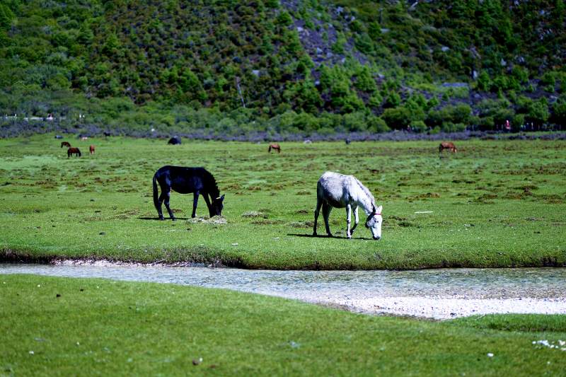草原上的马儿在吃草（稻城亚丁）