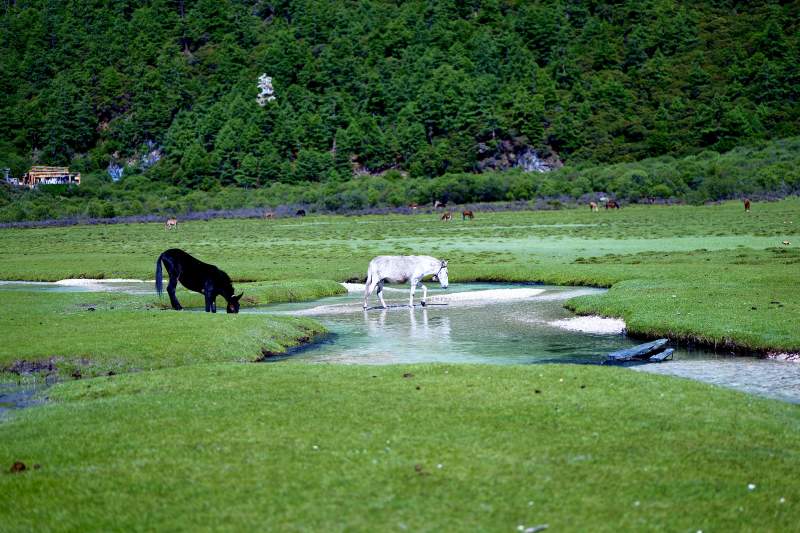 黑白马饮水图（稻城亚丁）