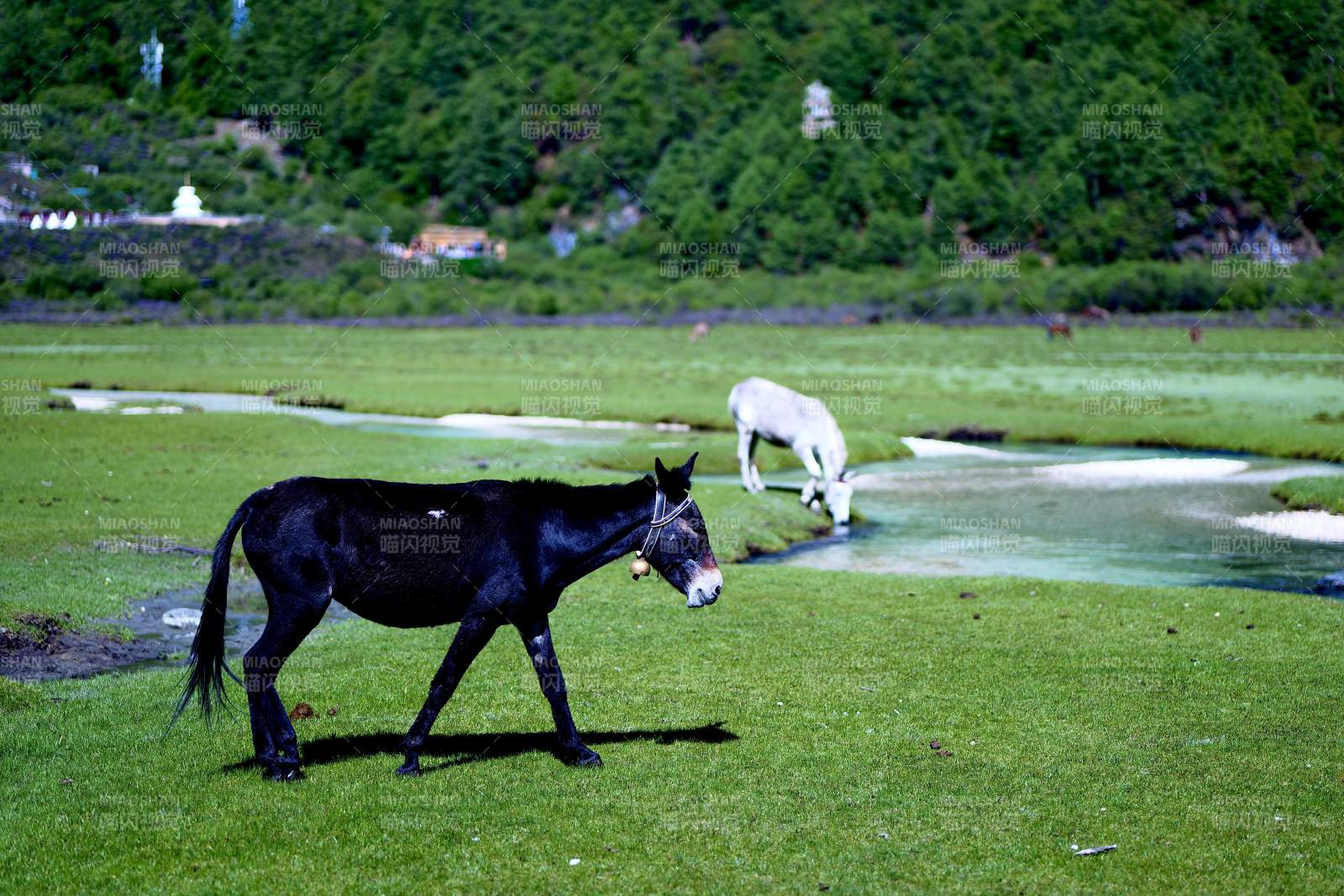 黑驴与白羊共处绿野（稻城亚丁）
