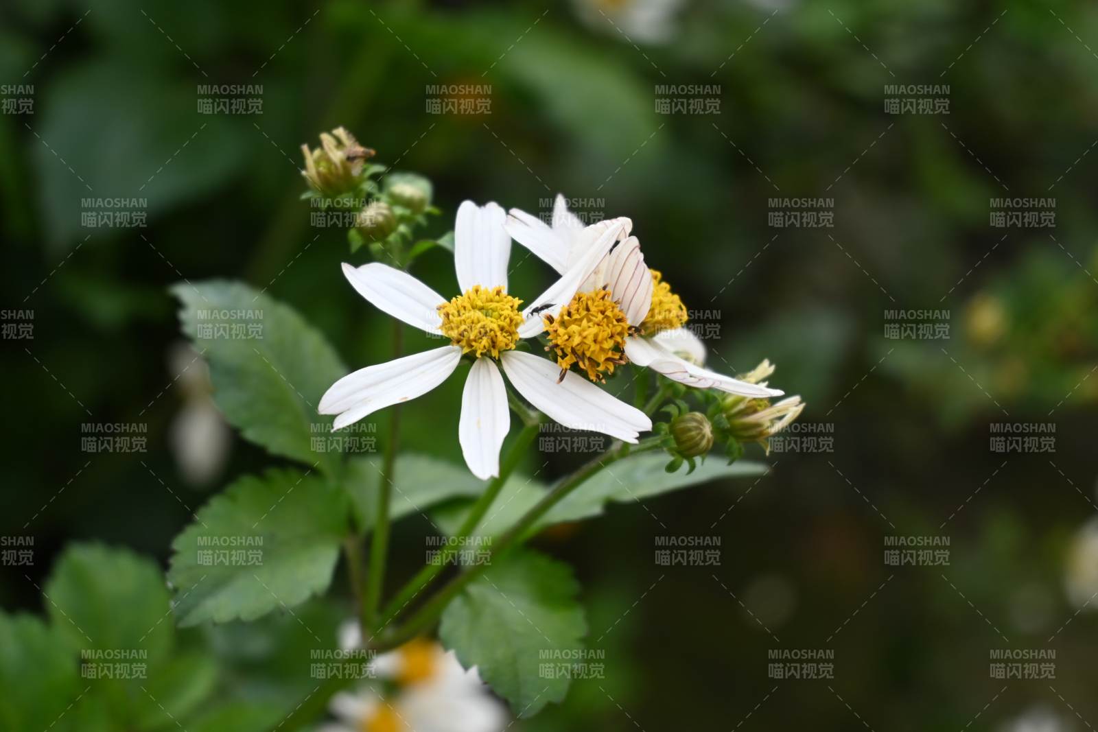 小白花绽放枝头