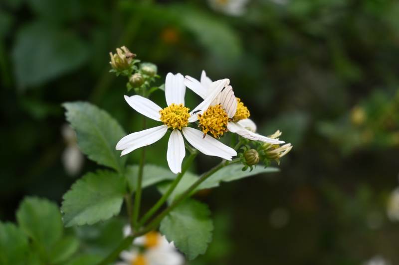小白花绽放枝头