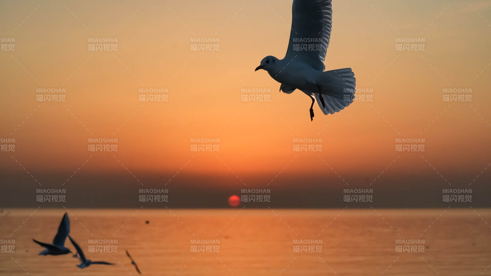 海鸥翱翔日落时