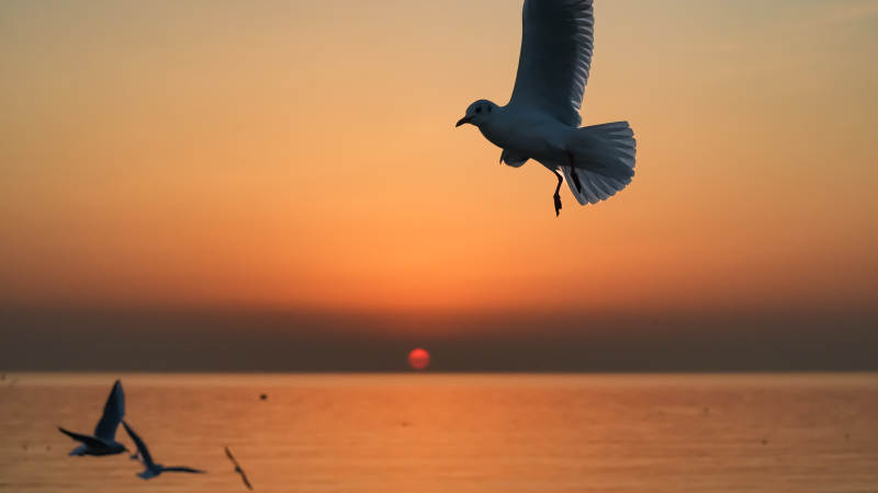 海鸥翱翔日落时