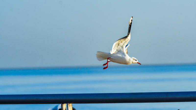 海鸥翱翔蓝天