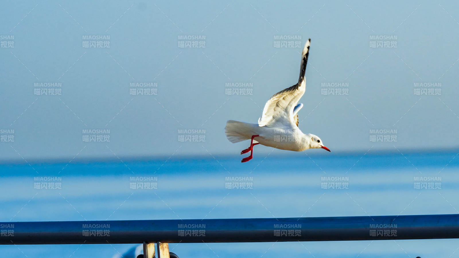 海鸥翱翔蓝天