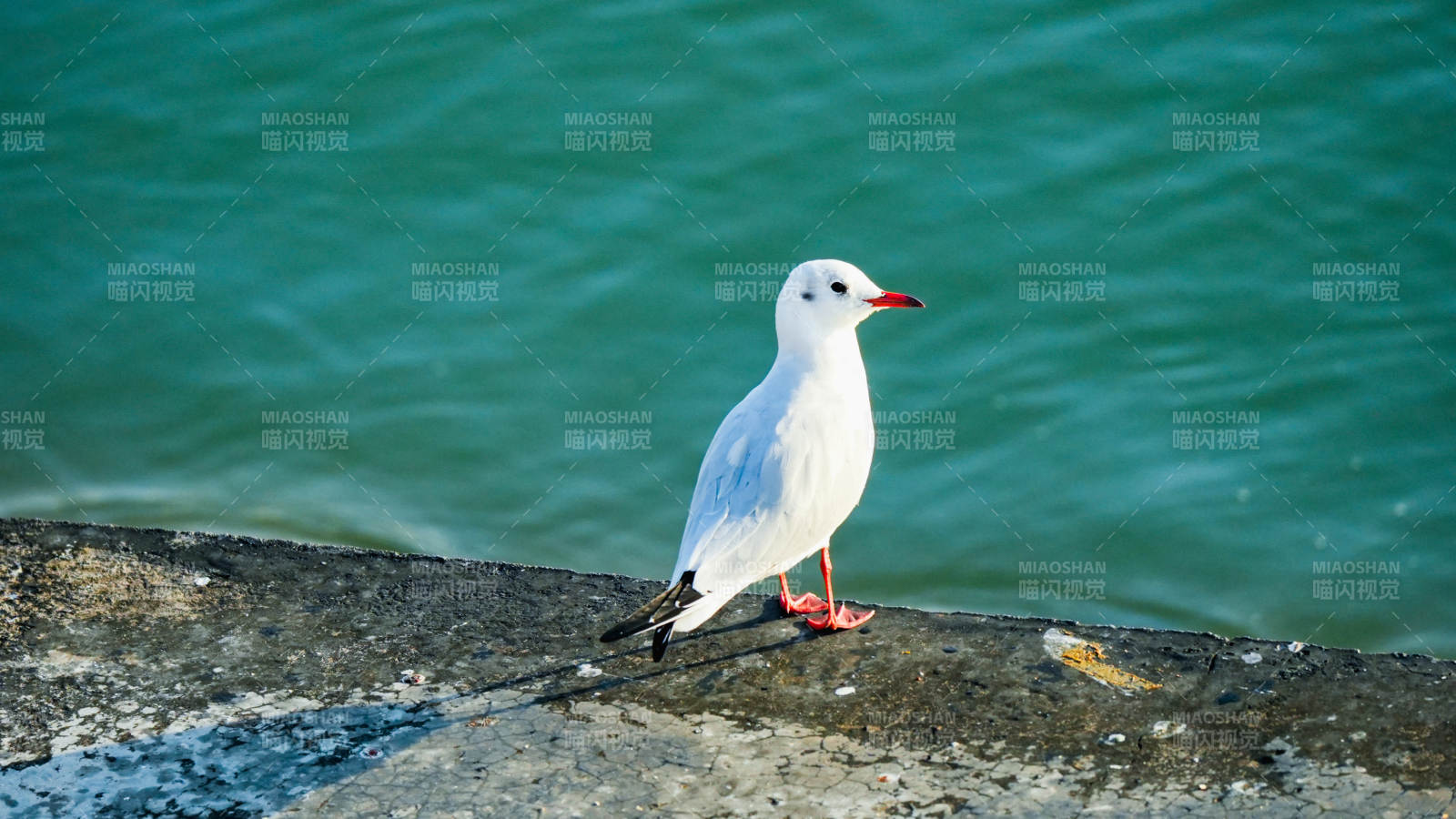 海鸥静立水边
