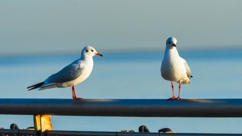 双鸥静立栏杆上