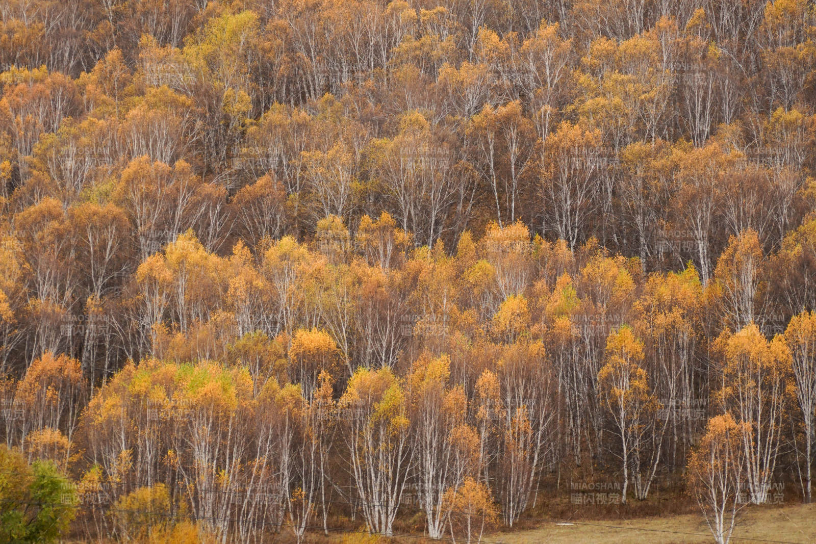 秋天的白桦树林