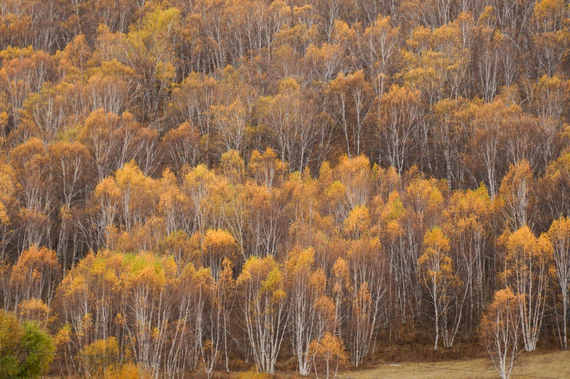 秋天的白桦树林