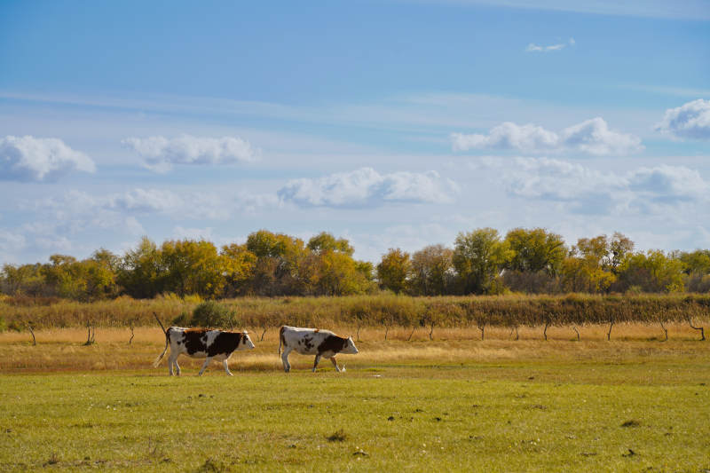 草原上惬意的牛