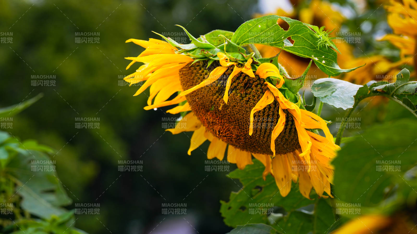 向日葵绽放