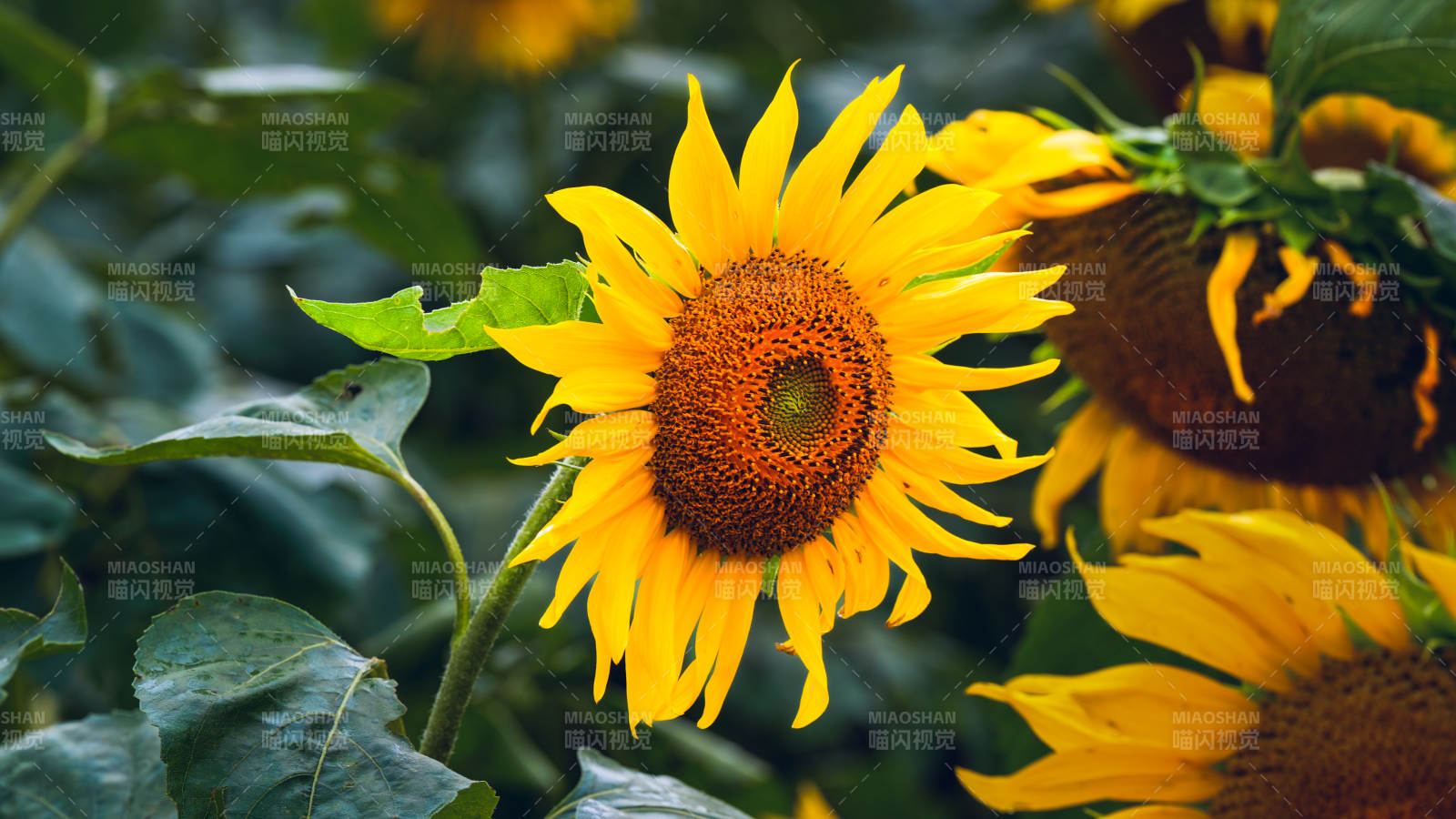向日葵绽放