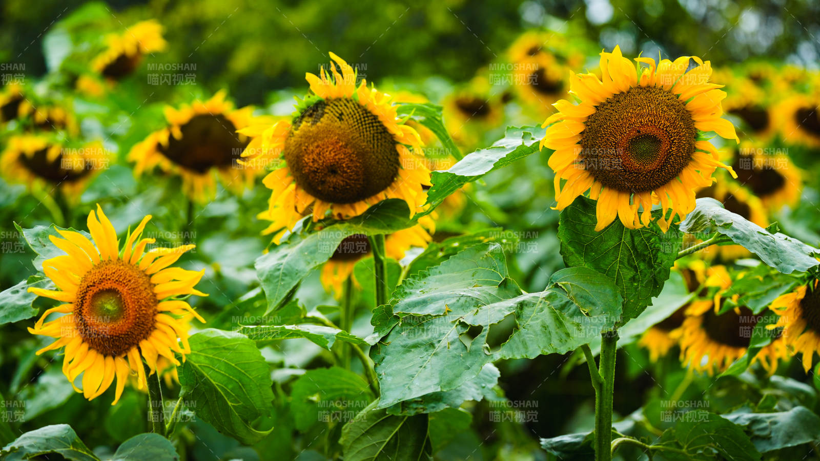 向日葵盛开的田野