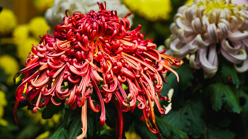 红菊绽放 美不胜收