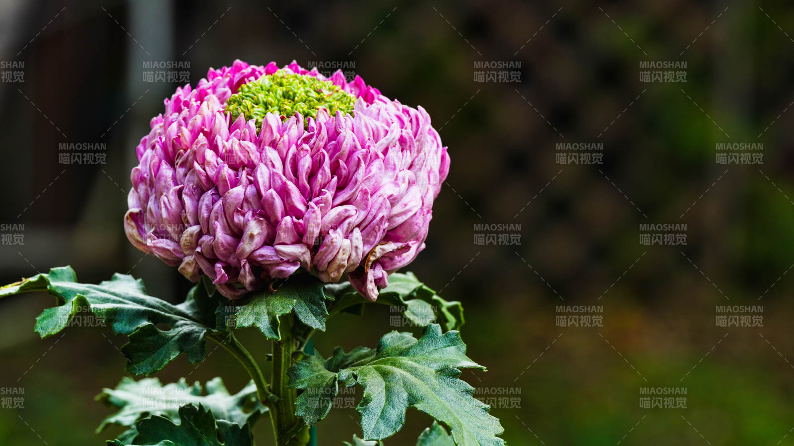 粉菊绽放 绿心点缀