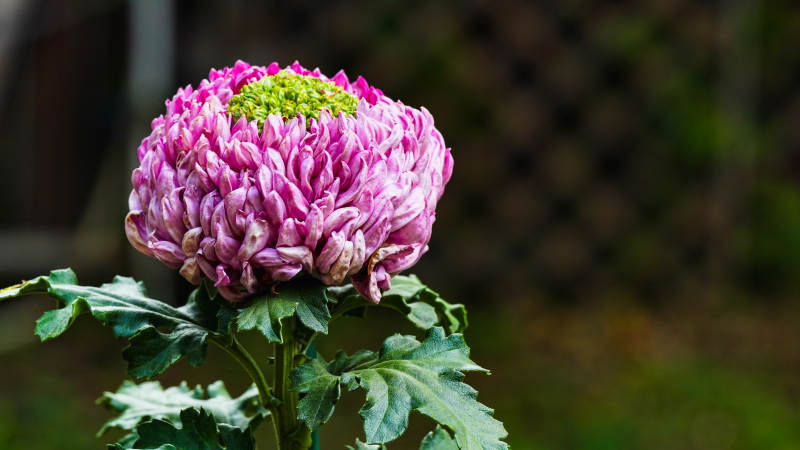 粉菊绽放 绿心点缀