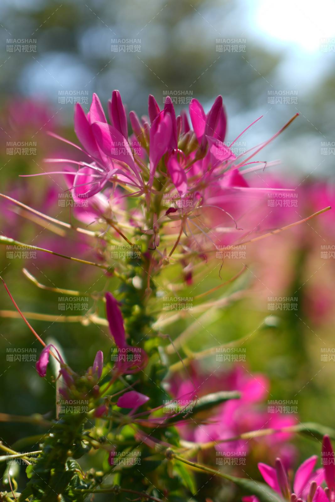 粉花绽放 春意盎然