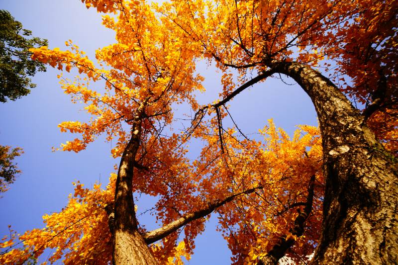 秋树金叶映蓝天