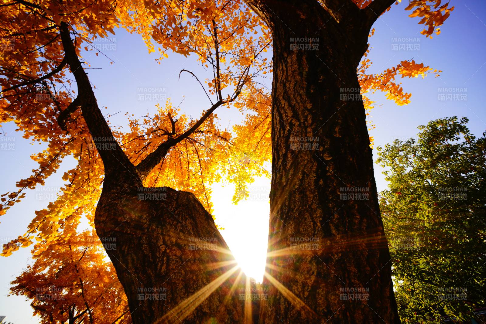 秋日树影 阳光穿透