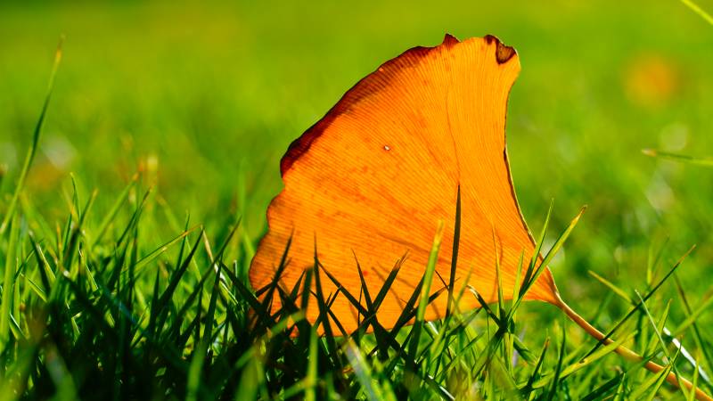 秋叶静卧绿草间