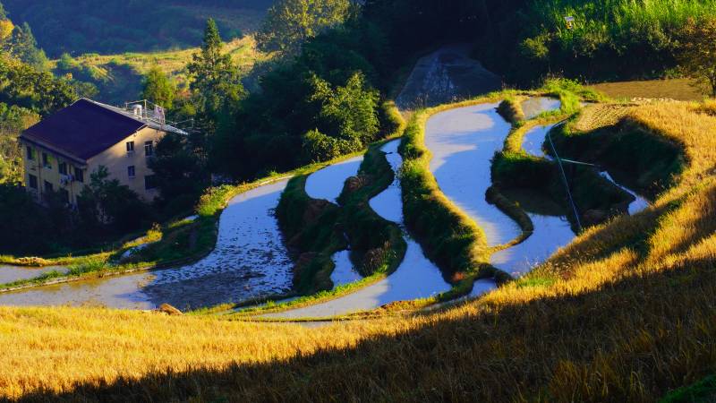 梯田秋色美如画位于丽水云和梯田