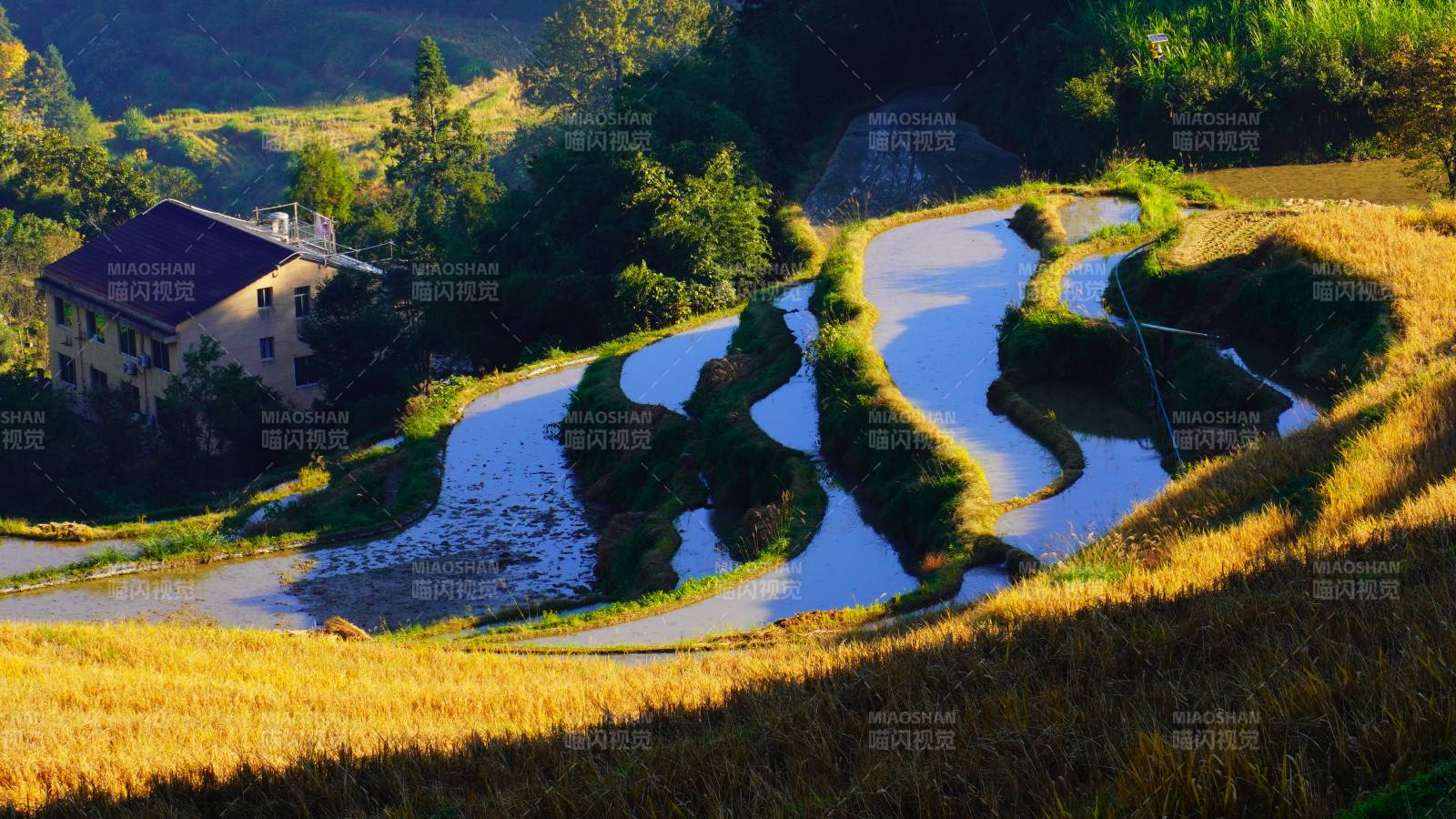 梯田秋色美如画位于丽水云和梯田