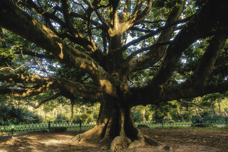 古树参天 枝繁叶茂