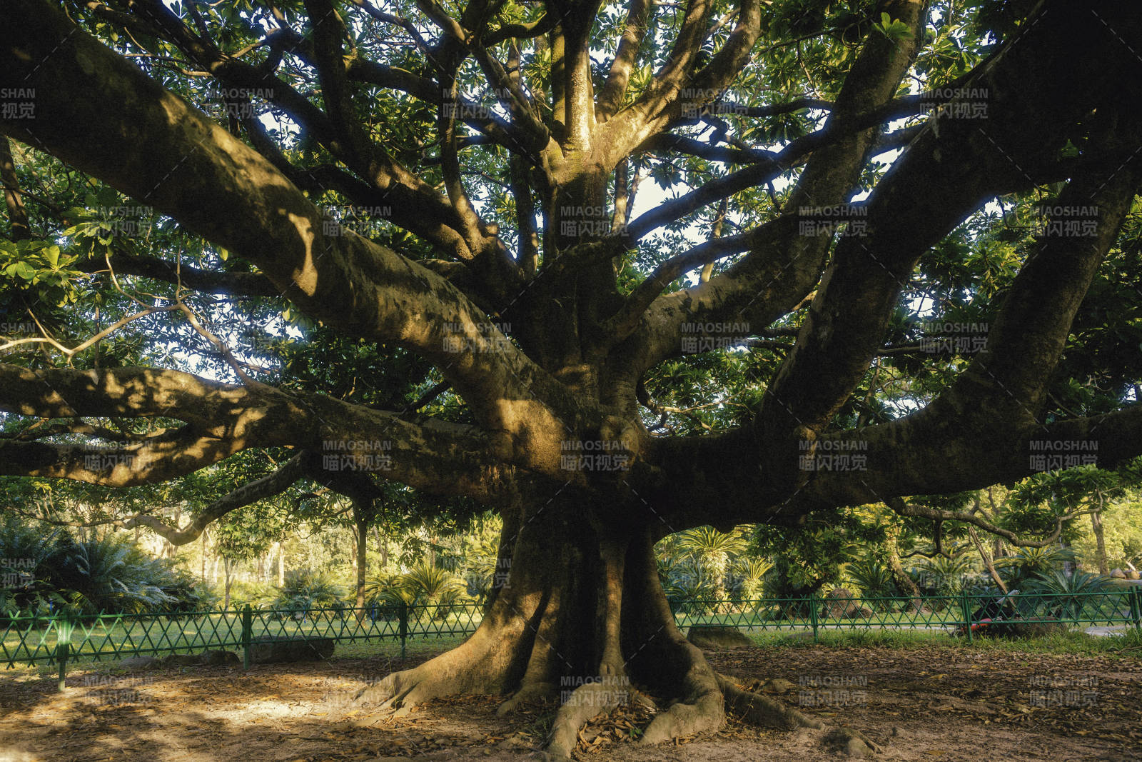古树参天 枝繁叶茂