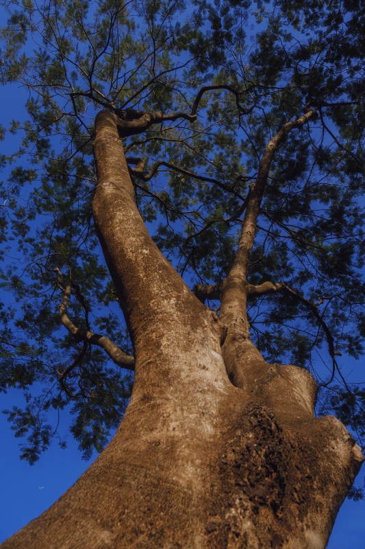 仰望参天大树