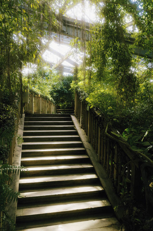 绿意盎然的阶梯