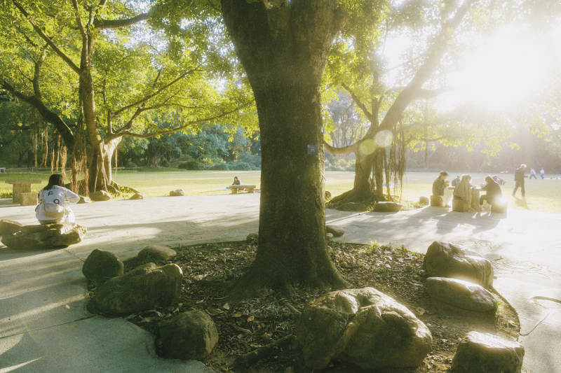 阳光下的公园树影