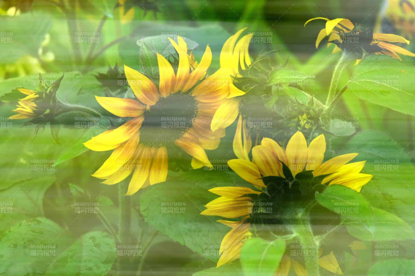 向日葵的光影