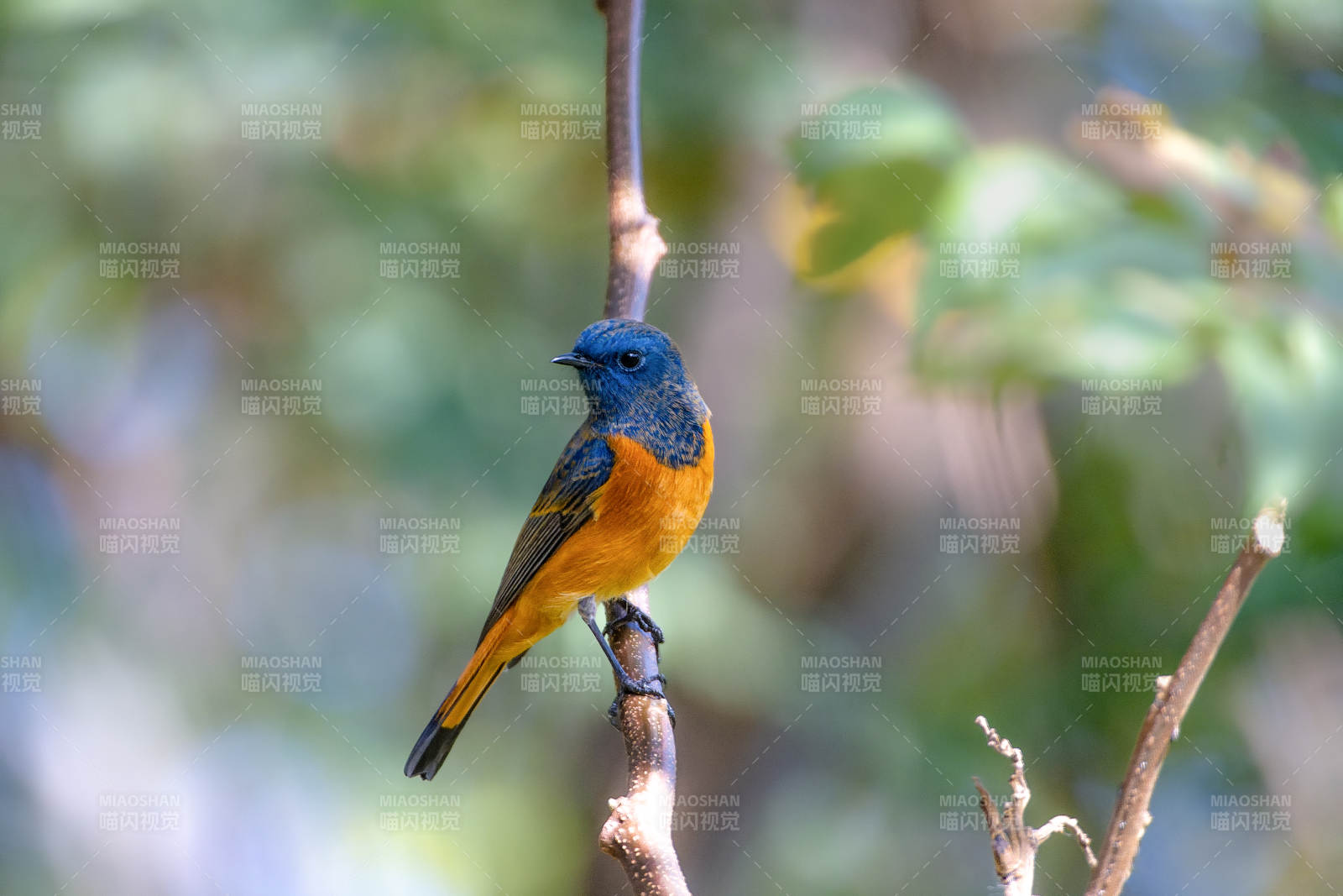 蓝额红尾鸲栖息枝头