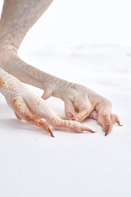 摆放在白色背景上的生鲜鸡肉整鸡