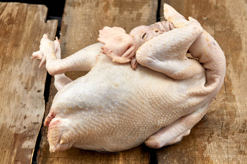 摆放在白色背景上的生鲜鸡肉整鸡