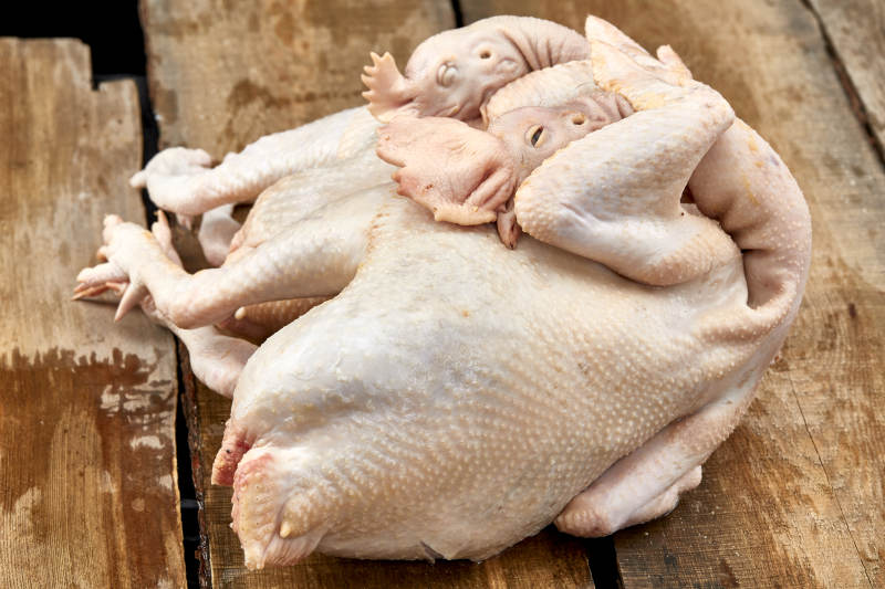 摆放在白色背景上的生鲜鸡肉整鸡