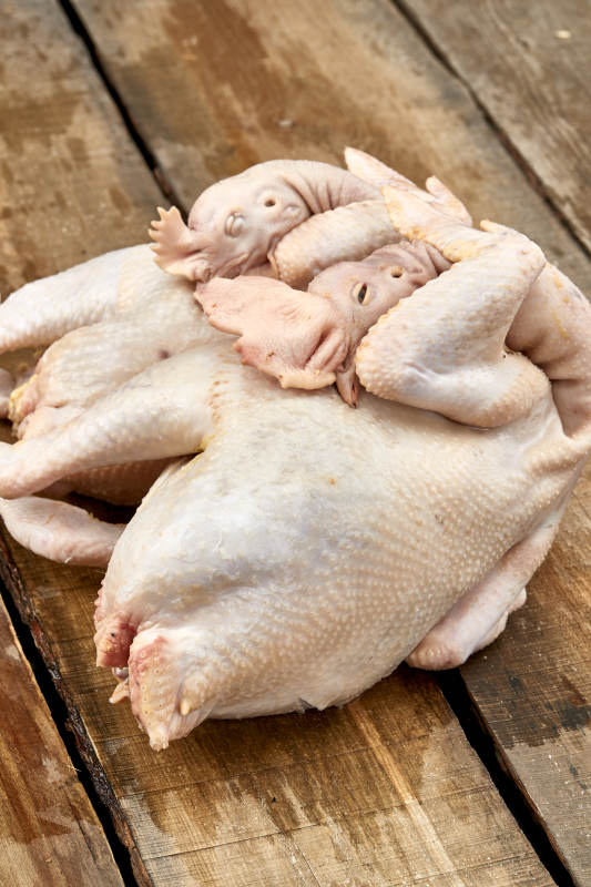 摆放在白色背景上的生鲜鸡肉整鸡