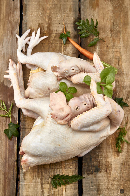 摆放在白色背景上的生鲜鸡肉整鸡