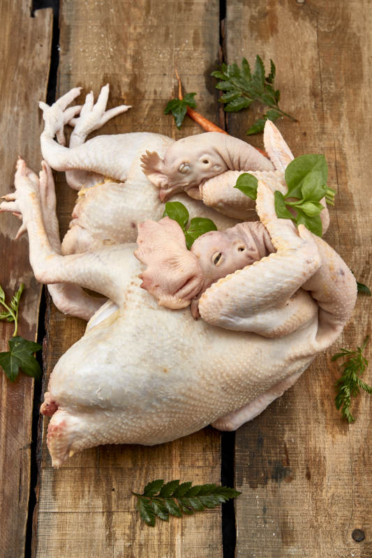 摆放在白色背景上的生鲜鸡肉整鸡