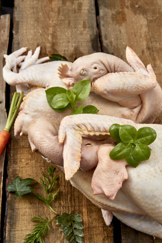 摆放在白色背景上的生鲜鸡肉整鸡