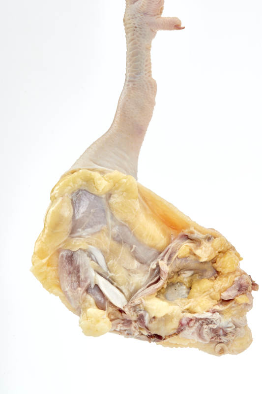 摆放在白色背景上分切好的生鲜鸡腿